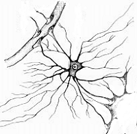 Picture: Astrocyte. 