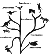 Evolution Tree